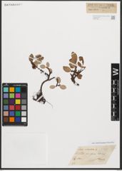 Foto von Salix reticulata L.